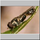 Syritta pipiens - Gemeine Keulenschwebfliege m05.jpg